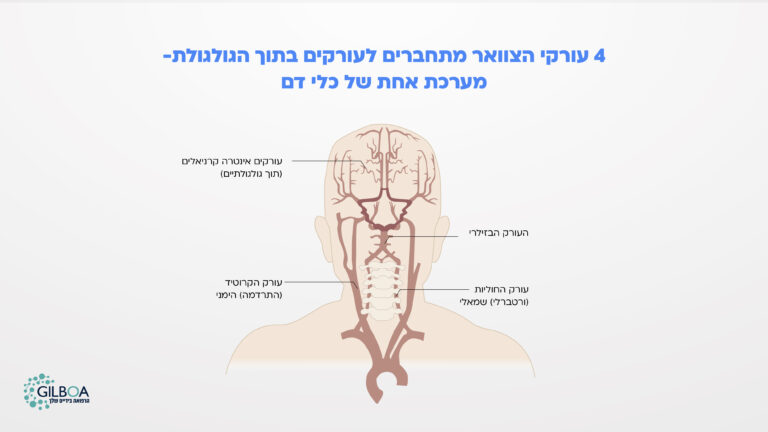 4 עורקי צוואר