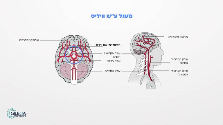 מעגל וויליס