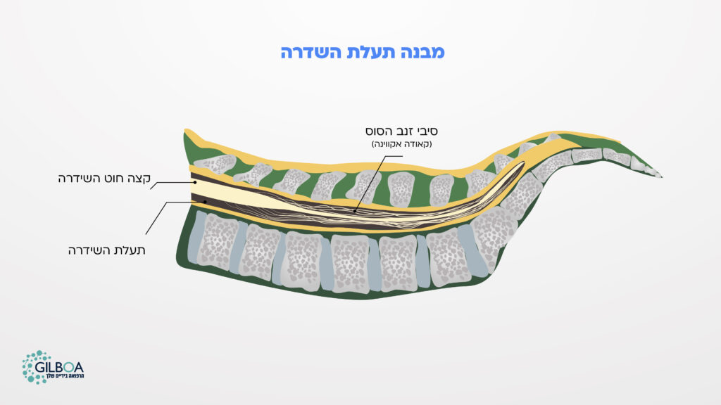 מבנה תעלת השדרה