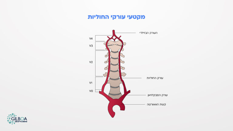 מקטעי עורקי חוליות